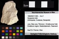 Foto (Objket + Etiketten) von Decapoda indet. 